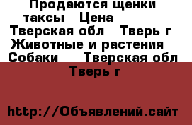 Продаются щенки таксы › Цена ­ 4 000 - Тверская обл., Тверь г. Животные и растения » Собаки   . Тверская обл.,Тверь г.